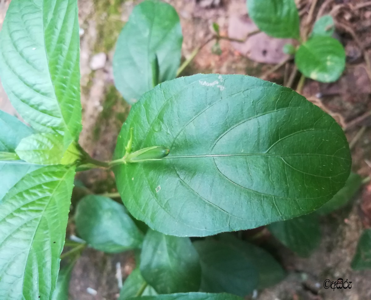 Ruellia tuberosa L.